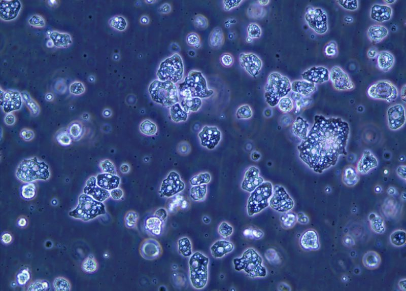 Биологические инновации в защите зерновых и полевых культур