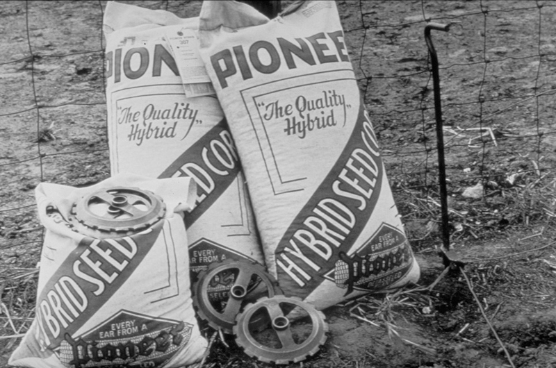 Бренд Pioneer® отмечает 97 лет опыта гибридизации кукурузы