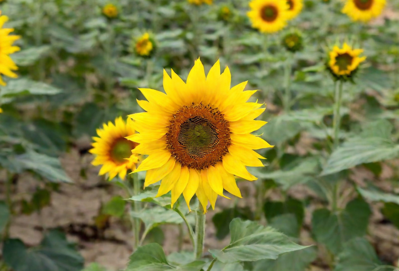 Можно ли защитить подсолнечник от угольной гнили