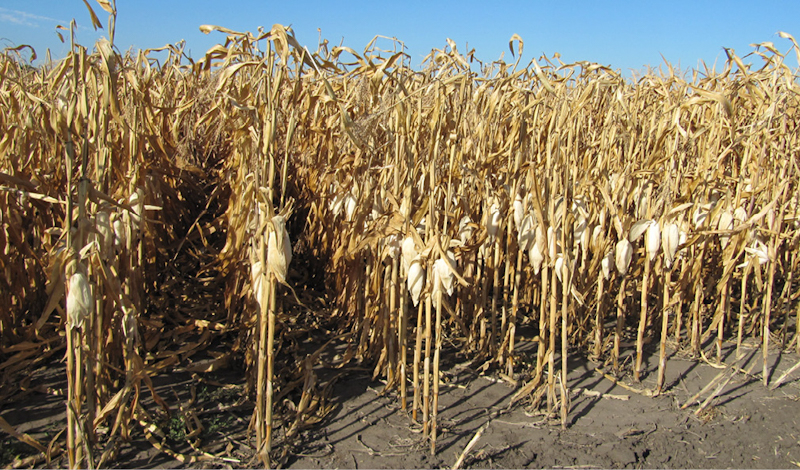 Нужно ли десикировать кукурузу?