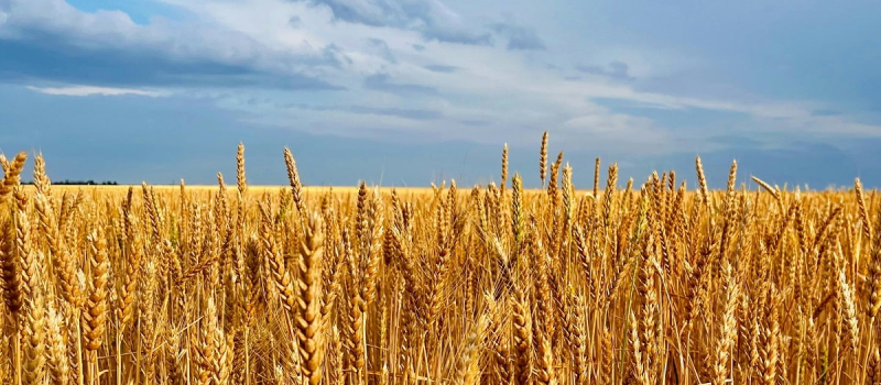 Чего не договорились о рекордном урожае и почему это важно для цен