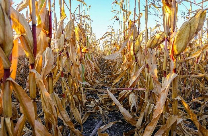 Почему химическая сушка кукурузы может пригодиться в сезоне-2023