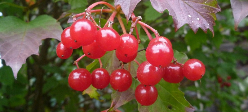 Почему не следует сажать калину возле дома: объяснение эзотериков