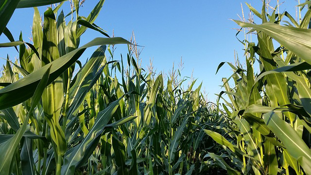 Почему профилактические фунгицидные обработки кукурузы становятся актуальными