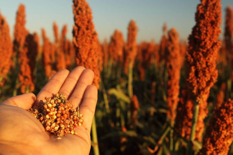 Почему сорго является остро необходимым в севообороте<<> подсолнечный может превратиться в настоящую беду для фермера, вызвав существенное снижение урожайности подсолнечника, включая полную гибель посевов. Оккупировав степную зону Украины, это растение-паразит постепенно продвигается на север и запад.</em></strong></p>
<p>Селекционеры ведущих семенных компаний обращают особое внимание на генетическую устойчивость гибридов подсолнечника к такой опасной агрономической проблеме, как это растение-паразит. Однако для эффективного контроля волчка генетику следует усилить другими средствами борьбы, поскольку угроза быстро мутирует, образуя новые расы, в том числе региональные. Соответственно, наивысшую эффективность в борьбе с волчкой оказывают комплексные меры борьбы. Это, прежде всего, использование гибридов, устойчивых к специализированным гербицидам в сочетании с генетической устойчивостью. Также это разнообразные санитарные меры по недопущению распространения семян растения-паразита на другие поля.</p><!-- adman_adcode (middle, 1) --><script async src=