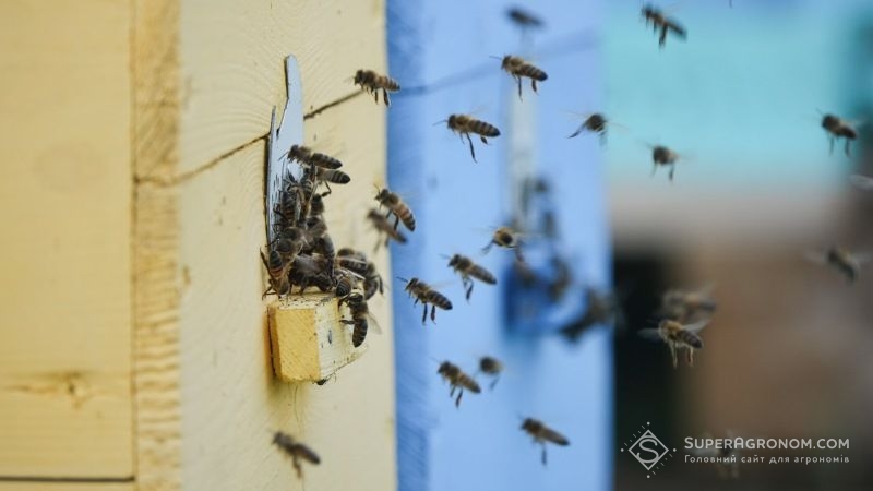 Розроблено нову технологію інсектицидної обробки посівів бджолами