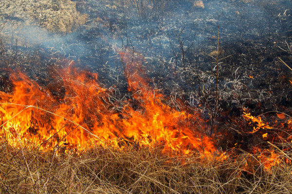 Далее жгут сухую траву: за сутки на Тернопольщине спасатели тушили 11 пожаров