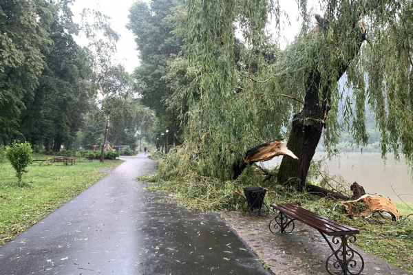 Дерево вырывало с корнями: в Залещиках непогода наделала беды