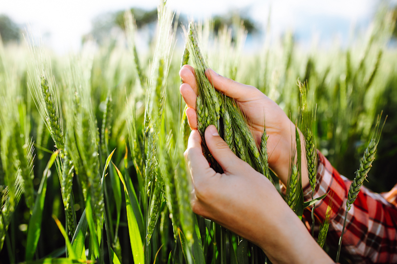 Целесообразность внесения фунгицидов на озимый пшеницы после цветения (Т4)