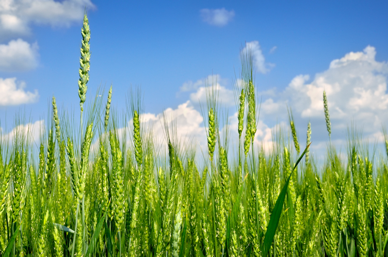 Целесообразность внесения фунгицидов на озимой пшеницы после цветения (Т4)