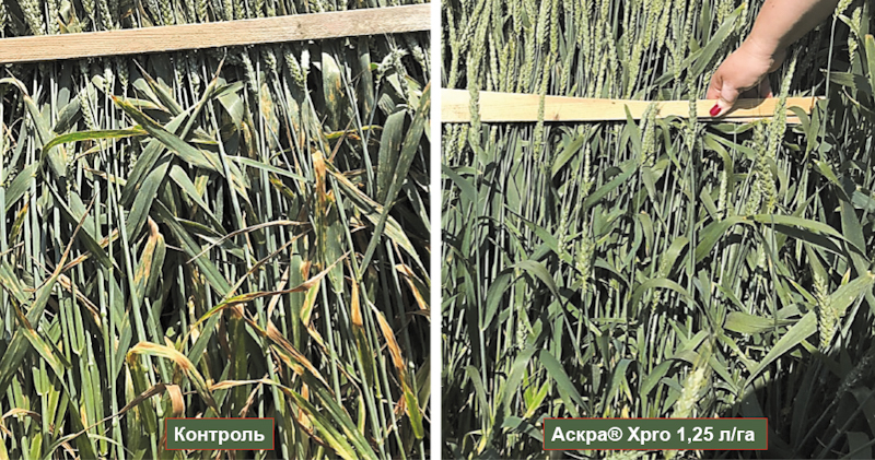 Целесообразность внесения фунгицидов на озимую пшеницу (Т4)