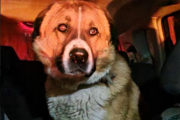 Двое суток был заперт в машине и скаулов: в Тернополе патрульные спасли собаку