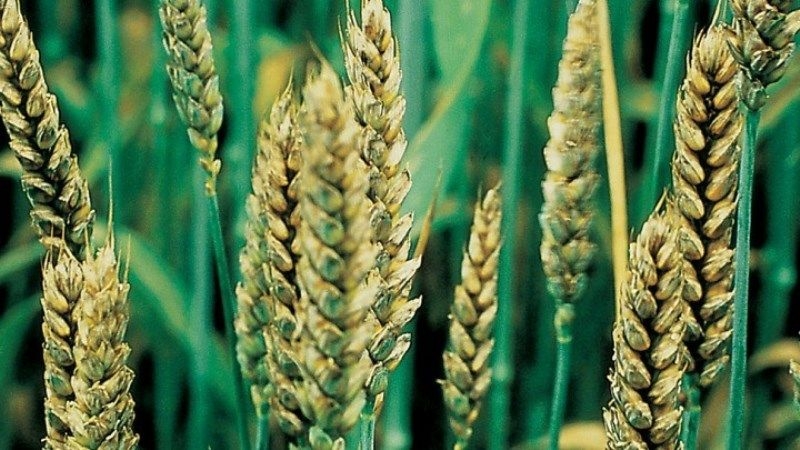 У посівах зернових колосових культур відмічається розповсюдження хвороб