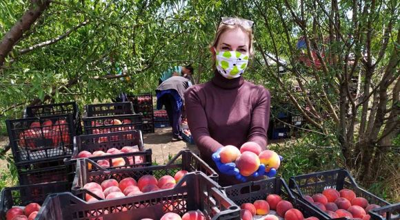 На Одещині збирають врожаї органічного персика