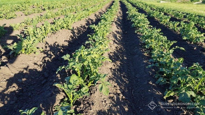 Спека ставить під загрозу вирощування картоплі в Україні — Адаменко