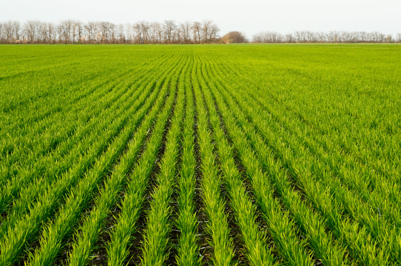 Эксперты рассказали о комплексная защита озимых зерновых в начале вегетации