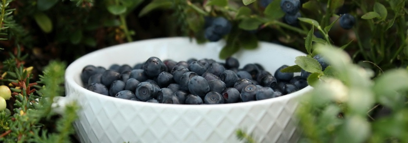 Эксперт назвал лучшие сорта для выращивания голубики на гидропонике