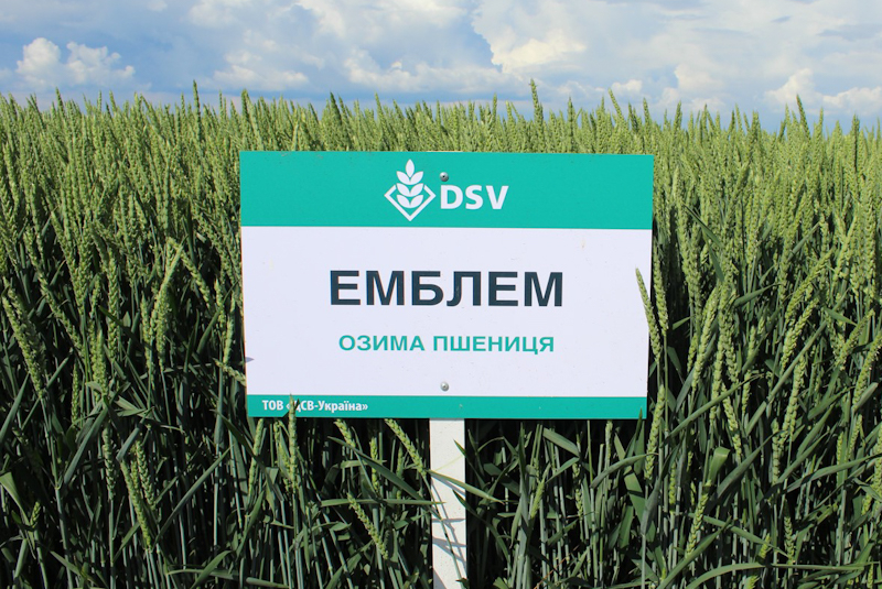 ЭМБЛЕМ: новый сорт озимой пшеницы от компании ДСВ