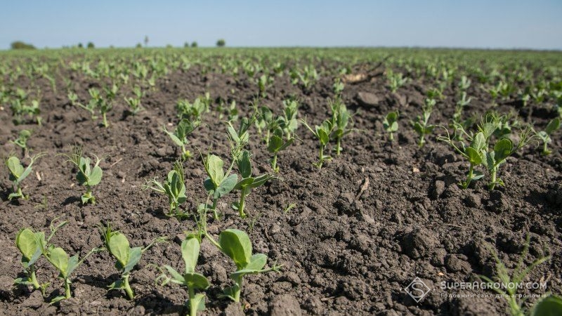 Місцями на півдні України град та посуха знищили посіви гороху