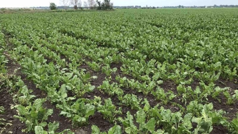 Пошкоджені градом буряки на Полтавщині відновили втрачену вегетативну масу — досвід Агротехносоюз