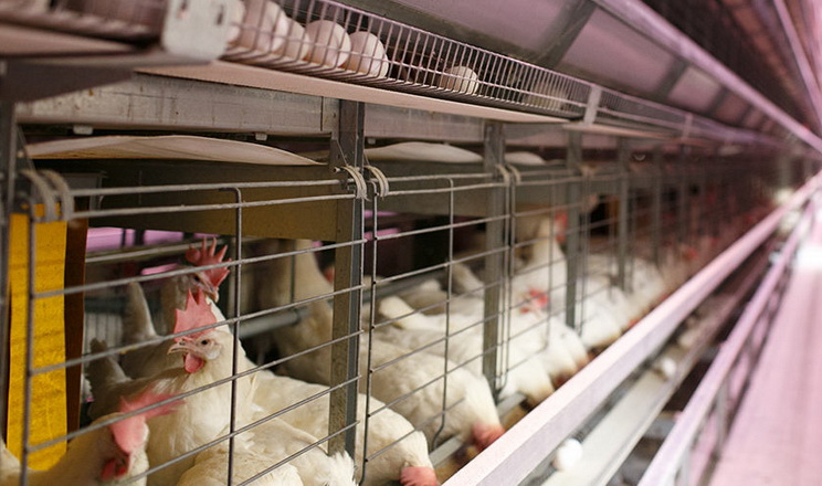 Фермер объяснил, как кормление птицы влияет на яйценоскость и плодовитость