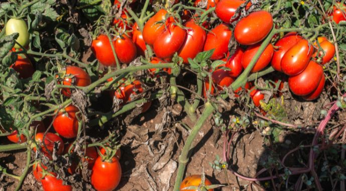 Фермери у Польщи дают бесплатный урожай из-за проблем со сбытом 