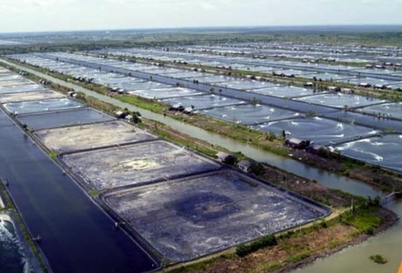 Фермерка рассказала о перспективах выращивания креветок