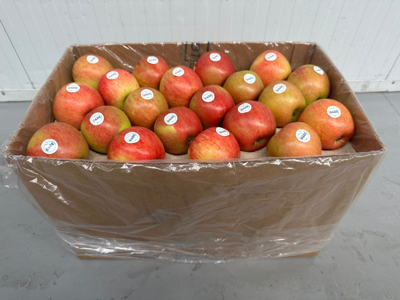 Фермерское хозяйство « Гадз начинает сезон экспорта яблок