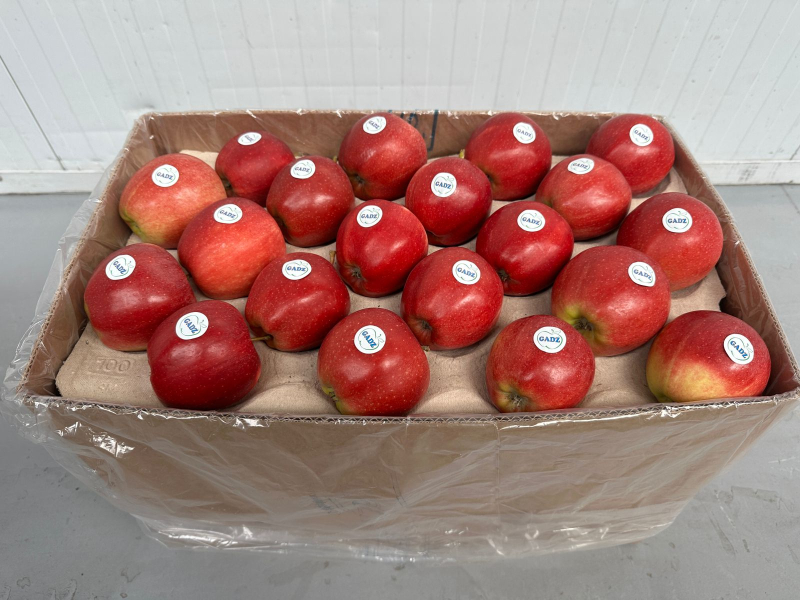 Фермерское хозяйство «Гадз» начинает сезон экспорта яблок