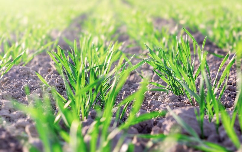 Формула идеального гербицидного контроля