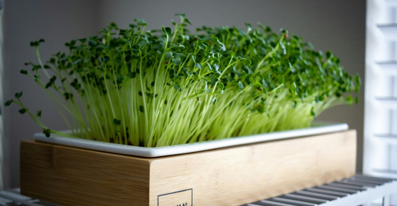 Садовник рассказал, какую зелень можно сажать на подоконнике