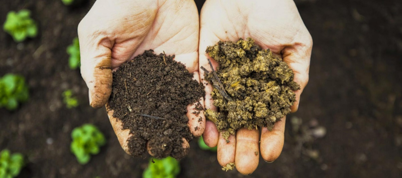 Садовники предупреждают: 6 признаков того, что сад истощен