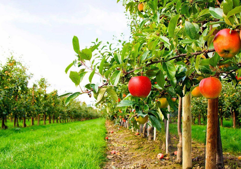 Интенсивное садоводство: как быстро и качественно вырастить плодовые деревья