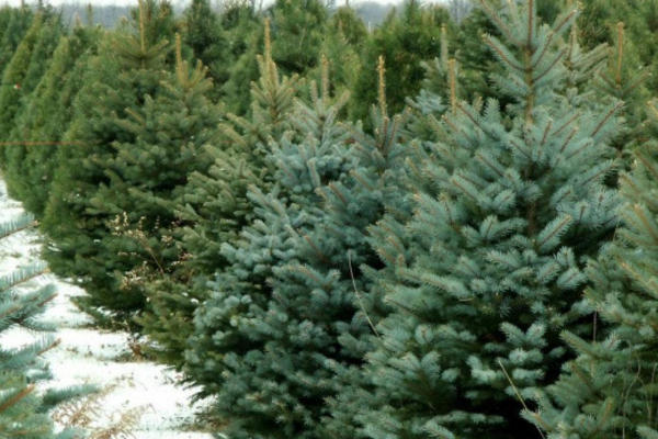 С 4 декабря в Тернополе заработает елочный рынок