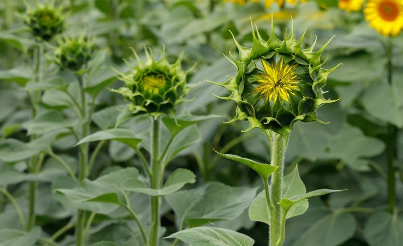 Как бороться с угольной гнилью на подсолнечнике