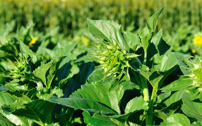 Как бороться с угольной гнилью на подсолнечнике