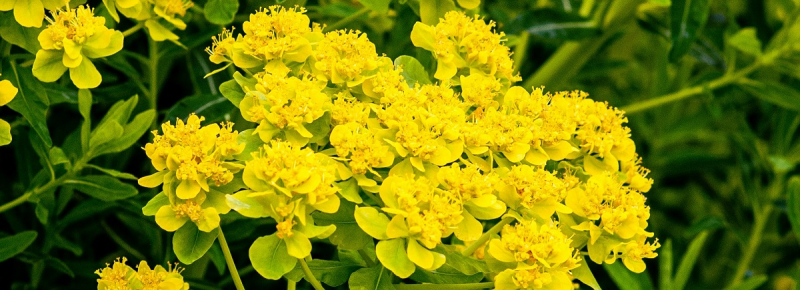 Как соглашение между Канадой и Китаем изменило мировую цену на изнасилование