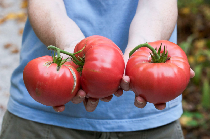 Как выбрать семена томатов