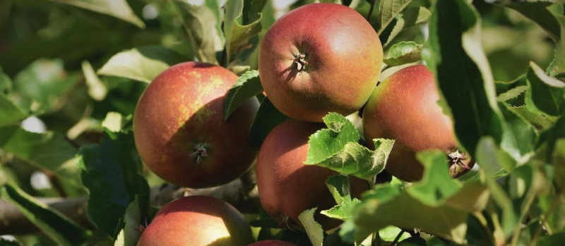 Как подготовить старую яблоню к зиме и вернуть ей высокую урожайность