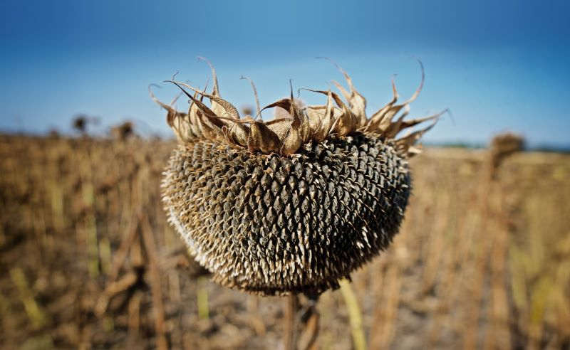 . Сезон выходит из строя.Подтверждает главу Департамента агротехнологии Укравит Александр Мигловетс. <em> — Этот метод позволяет вам ускорить созревание сельскохозяйственных культур, своевременно сбора урожая, снижать технологические потери во время комбинации, улучшать качество зерна и сэкономить на своей работе пост -харвистики. Это особенно заметно в трудных экономических условиях, в которых украинский аграрный вынужден работать сегодня. Большое количество производителей сельского хозяйства выбирают контактные продукты, потому что они действуют довольно «мягко» и не влияют на качество взросления. В то же время использование таких высыхающих, а также всех контактных препаратов в значительной степени зависит от внешних факторов, включая погоду. Значительная солнечная инсоляция может вызвать испарение рабочего раствора, осаждения вскоре после обработки — его промывка, что может значительно снизить эффективность распыления. Следовательно, для эффективного высыхания, особенно контактных препаратов, обязательно «улучшают» рабочее решение с помощью адъюванта.Для этой цели Александр рекомендует отдать предпочтение не -инному адъюванту <strong> Ingres </strong> (модифицированный полиалкилсидсидом гептиметилтриазийлоксан). Высокое содержание трисилоксана в нем ускоряет распространение рабочего раствора на поверхности листа. Это позволяет уменьшить поверхностное натяжение воды/рабочего раствора в 3,5 раза, до & lt; 20,5 мн/м (милинетоны на метр), в то время как для воды эта цифра составляет около 73 мн/м. Адъювант не имеет заряда, поэтому не взаимодействует с активными веществами лекарств и не влияет на их действие. Несколько десятков раз, когда площадь поверхности листового аппарата, которая особенно актуальна для контактных препаратов, включая высыхания. Он также обладает высокими свойствами проникновения и способствует более быстрому и лучшему проникновению PPP и ICD, что ускоряет их действия и уменьшает влияние факторов окружающей среды на процесс распыления. </p><!-- adman_adcode (middle, 1) --><script async src=