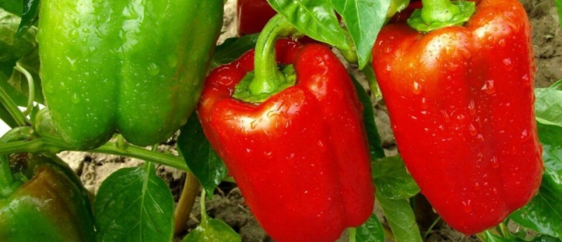 Как взять перцы для семян