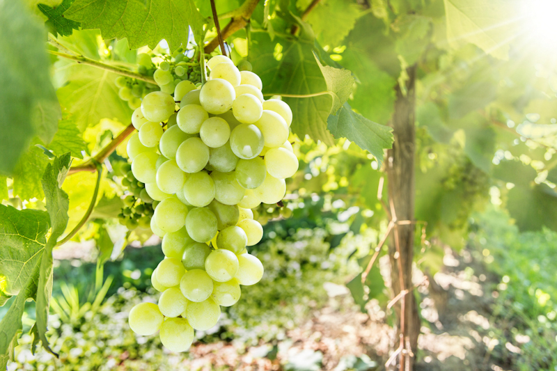 Как защитить виноград и овощные культуры от болезней?