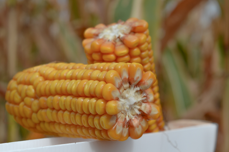Как помочь поражению посевов кукурузы нематодами