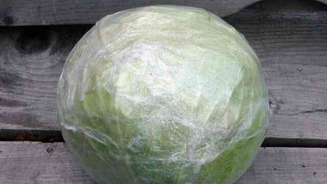 Как сохранить капусту до весны: секреты опытного огородника