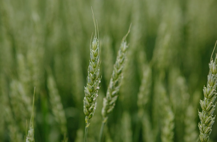 Яра пшеница для сева и пересева