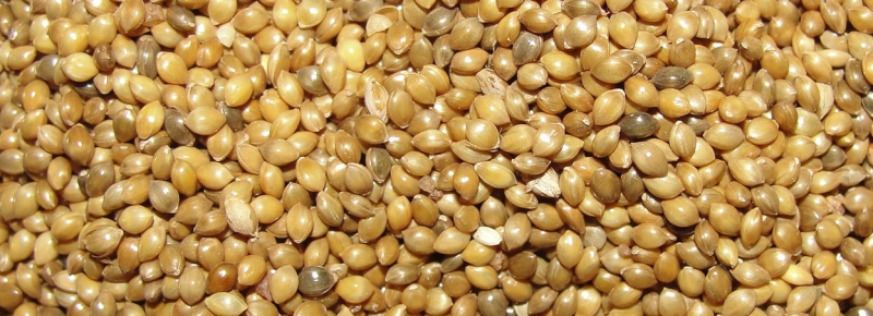 Кения стала лидером среди импортеров украинского проса