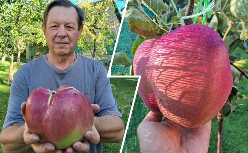 Киянин вырастил гигантское яблоко и установил рекорд