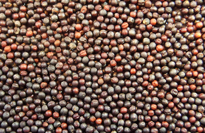  Китай отменяет пошлины на канадский рапс>2 </p>
<p><em><strong>После того как канадский премьер Марк Карни взлетал в Пекин и поговорил лично с Си Цзиньпинем — что-то действительно сдвинулось. 27 февраля Министерство финансов Китая объявило: часть пошлин на канадское агросырье отменяется.</strong></em></p>
<p><b>Что конкретно происходит с 1 марта?</b></p>
<p>Пекин убирает 100% пошлины на канадский рапсовый шрот и горох. Также исчезает 25% тариф на омаров и крабов. И все это до конца 2026 года. Для канадских фермеров это реальные деньги.</p>
<p><b>Но есть нюанс — и он важен</b></p>
<p>Самый болезненный вопрос — семена рапса — в заявлении так и не упомянули. А Оттава очень ждала, что пошлины снизят с 84% до 15%. Пока тишина. Расследование рапсового импорта должно завершиться 9 марта — тогда, возможно, станет понятнее.</p><!-- adman_adcode (middle, 1) --><script async src=