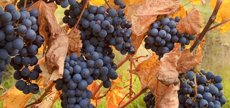 Климат и реформы работают: в Украине — новая волна виноделия