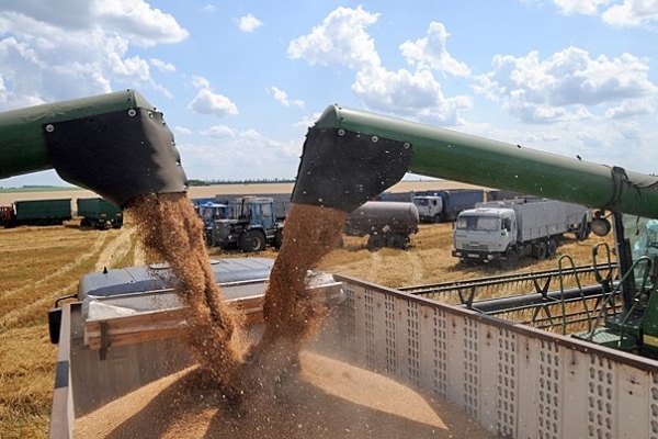 Куда будут экспортировать собранное зерно аграрии из Тернопольщины